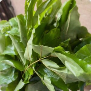 Fresh OHA leaves