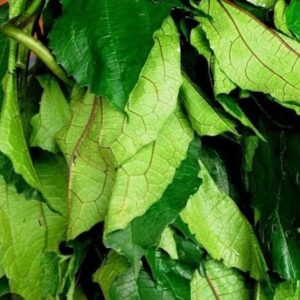 Fresh Ugwu leaves