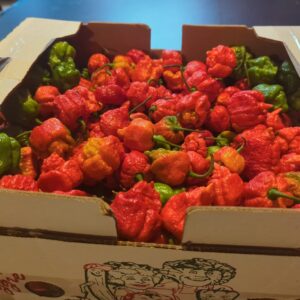 Very Very Hot GHOST PEPPER