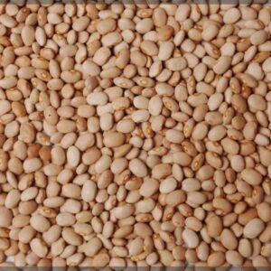 Oloyin beans (3kg) (6.6lb)