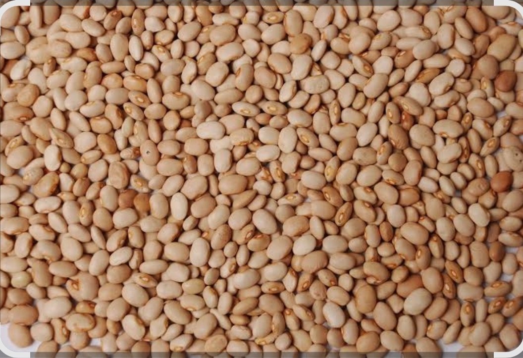 Oloyin beans (3kg) (6.6lb)